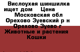 Вислоухая шиншилка ищет дом! › Цена ­ 15 000 - Московская обл., Орехово-Зуевский р-н, Орехово-Зуево г. Животные и растения » Кошки   